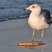 Western Gull